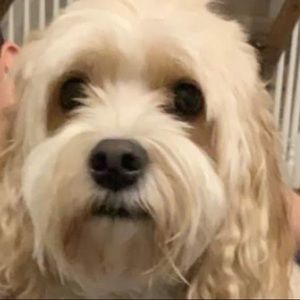 Meet your Posher, Lora